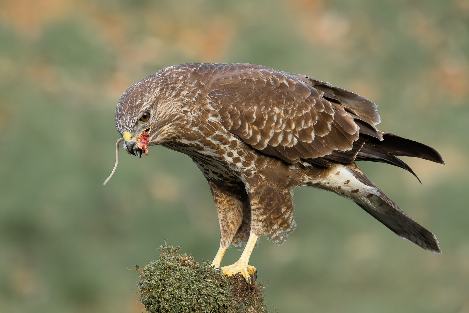 Buzzard Breakfast