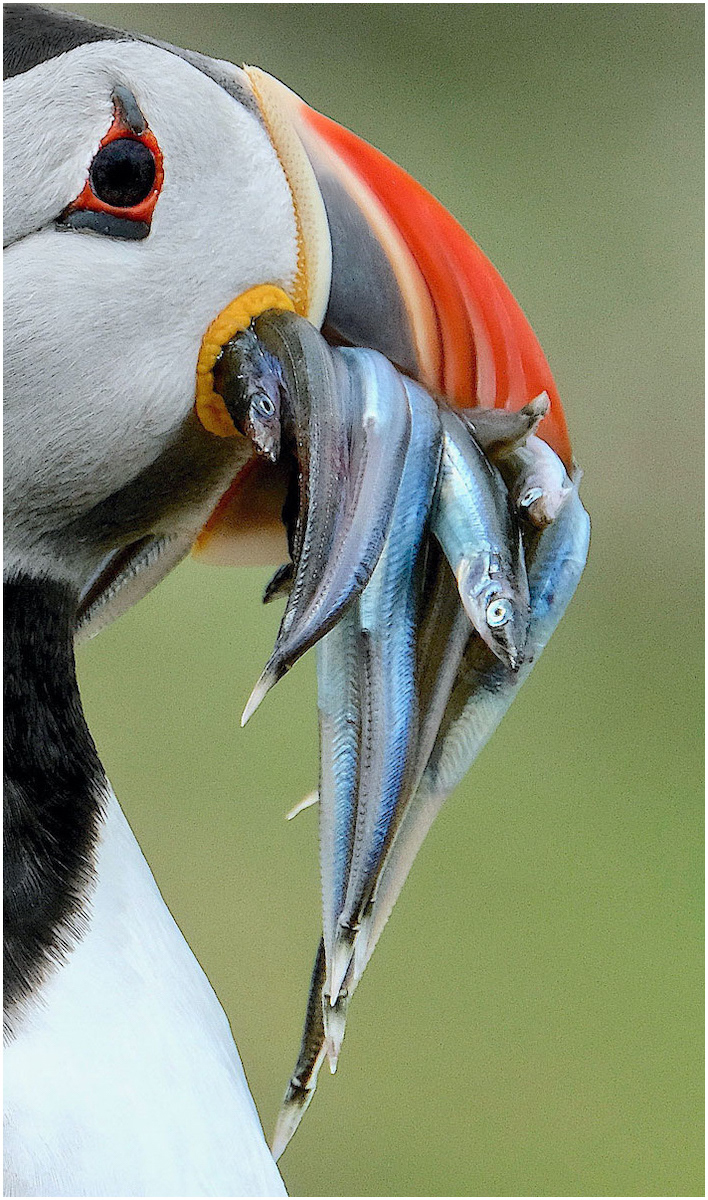 Puffin Portrait 