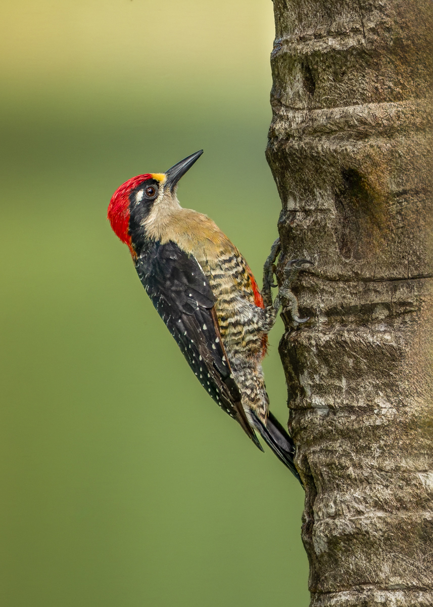 Black Cheeked Woodpecker 