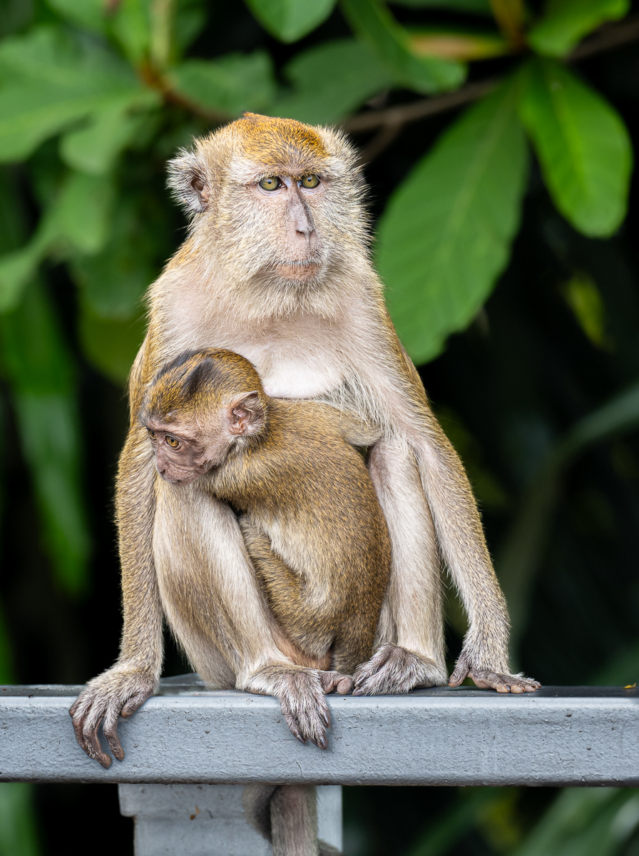 City Dwellers - Kuala Lumpur