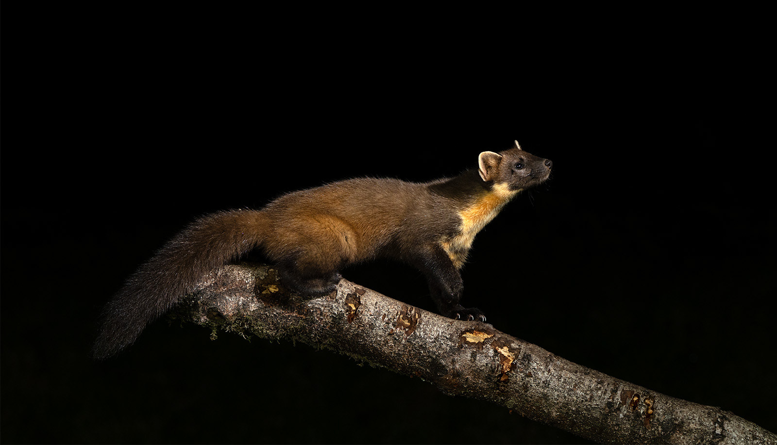 Guardian of the Night