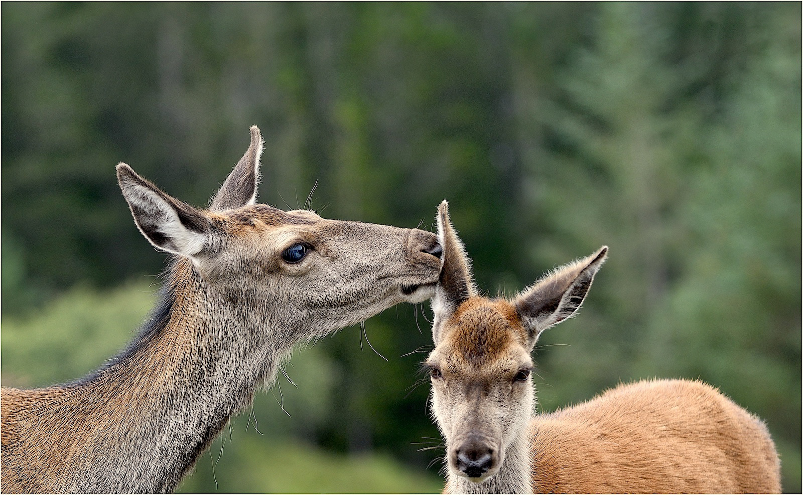 A Word In Your Ear My Deer....