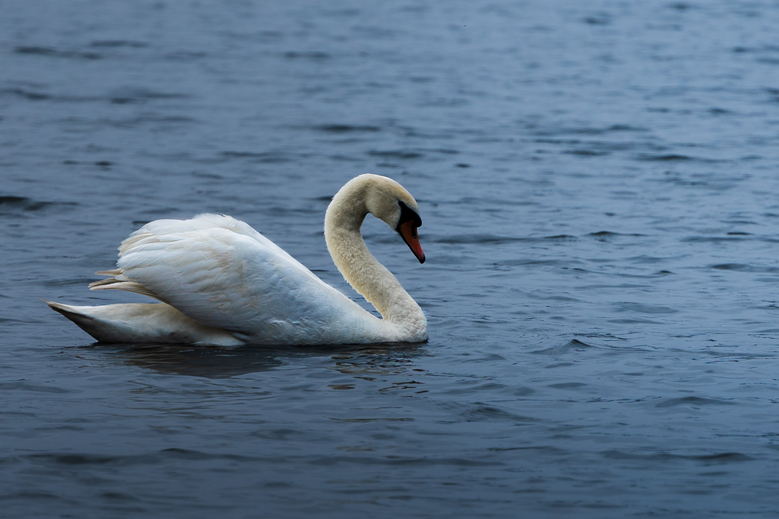 A Majestic Looking Swan
