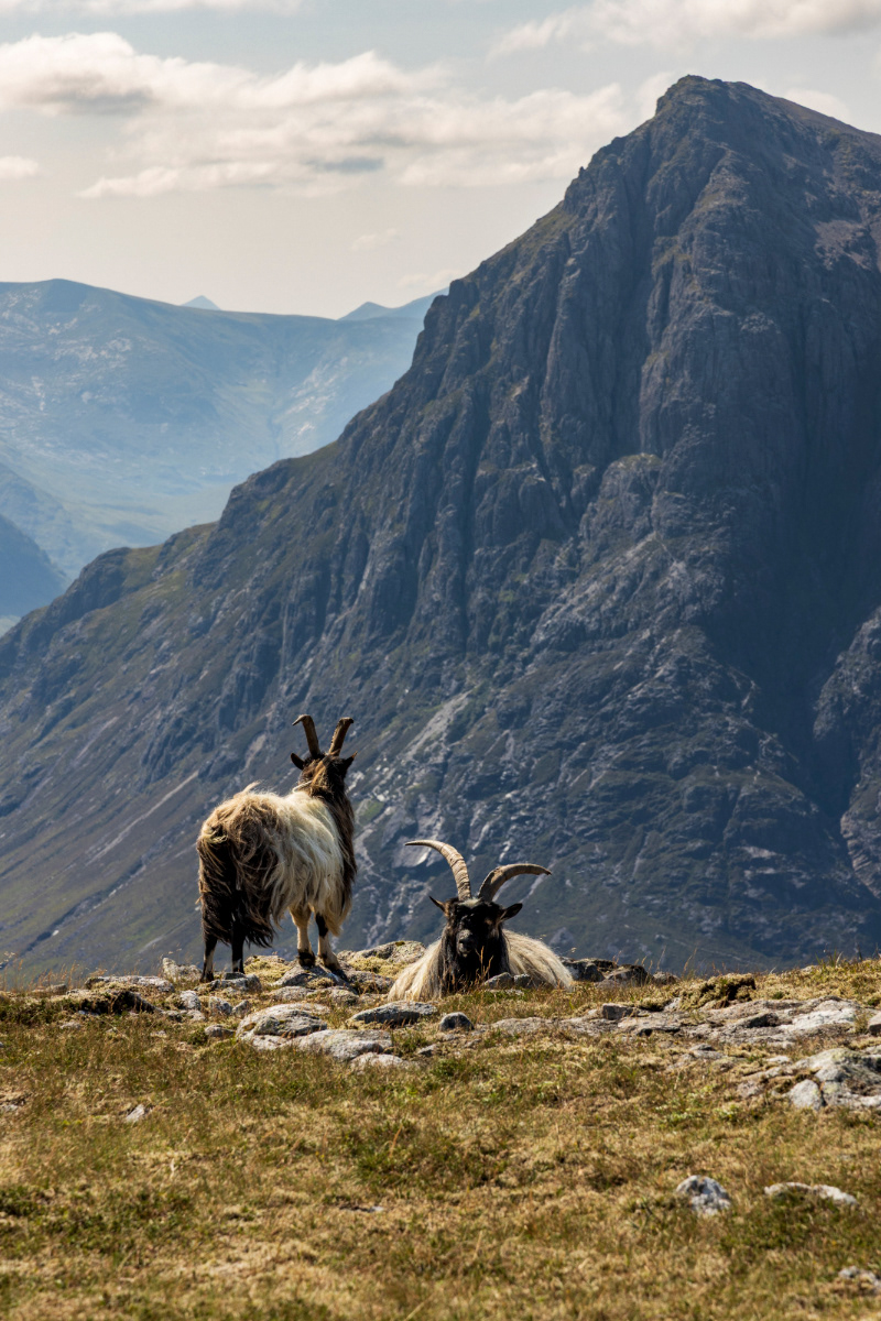 Mountain Goats