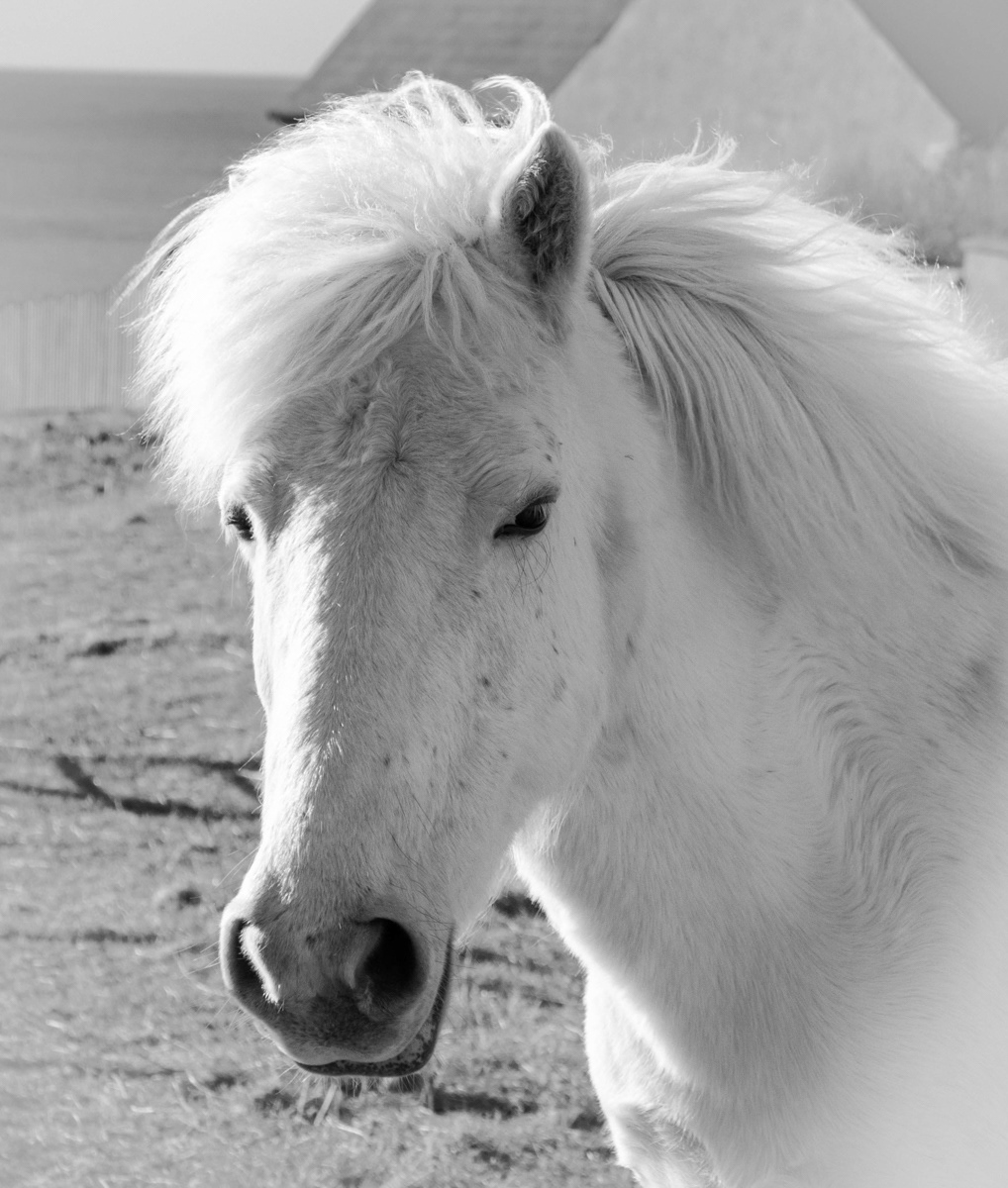 An Eriskay Pony