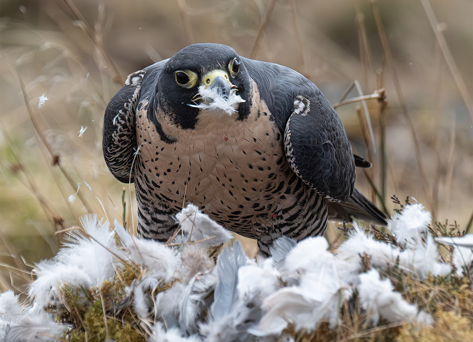 Spitting feathers