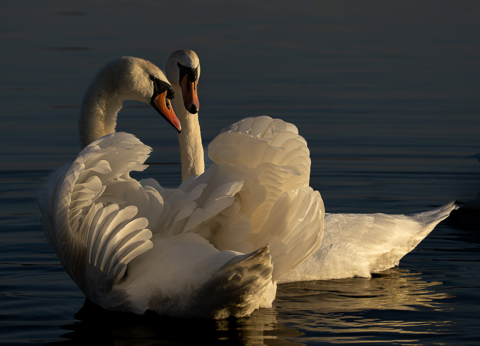 Swan Lake