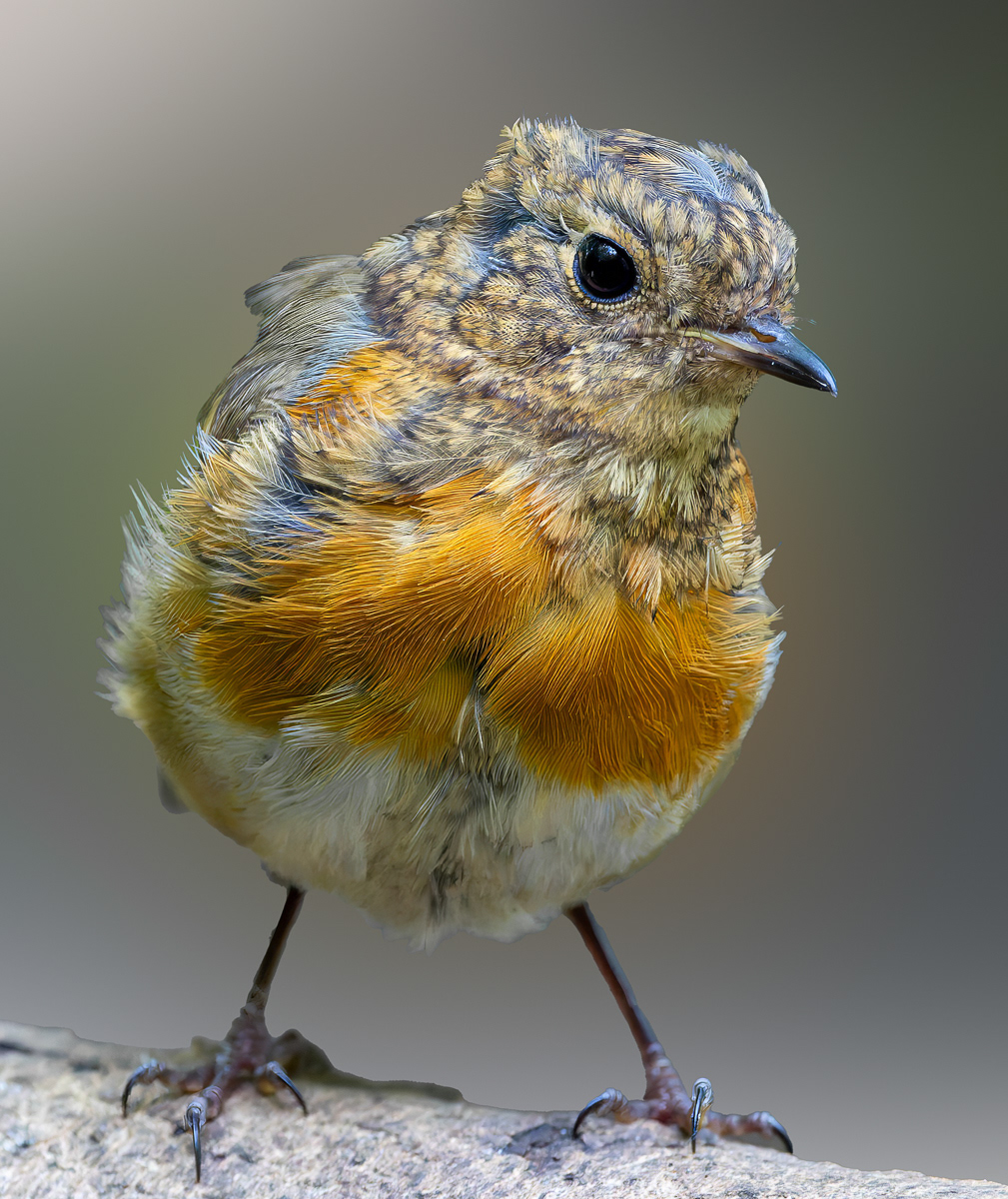 Juvenile Robin