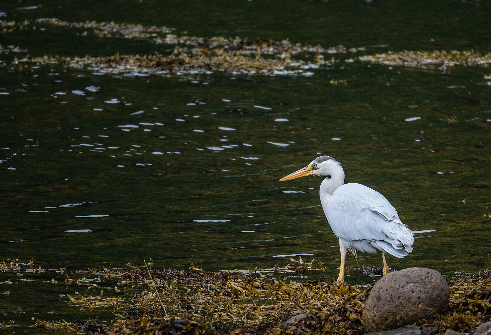 Looking for Breakfast
