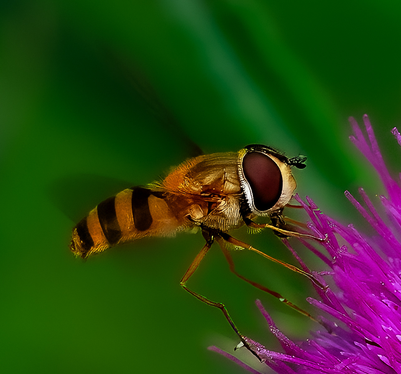 Hoverfly on Thistle