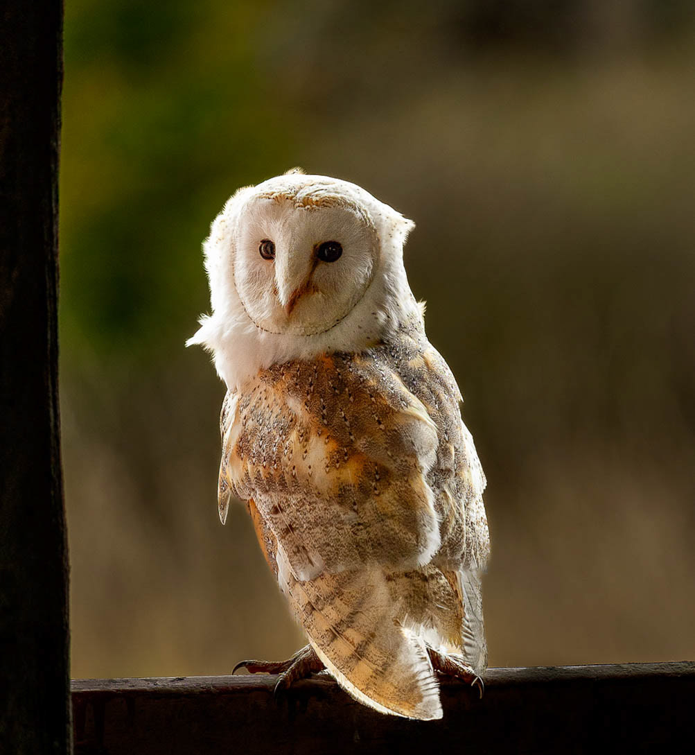 Barn Owl