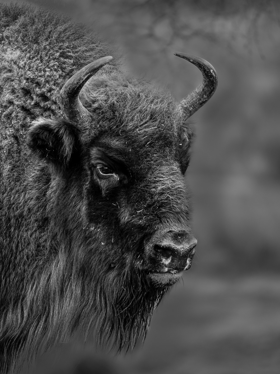 Bison Portrait