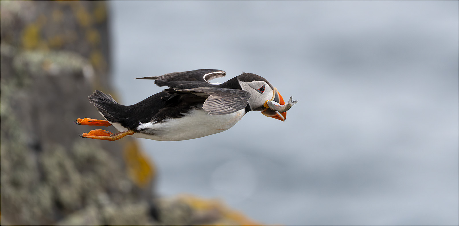 Fish Supper