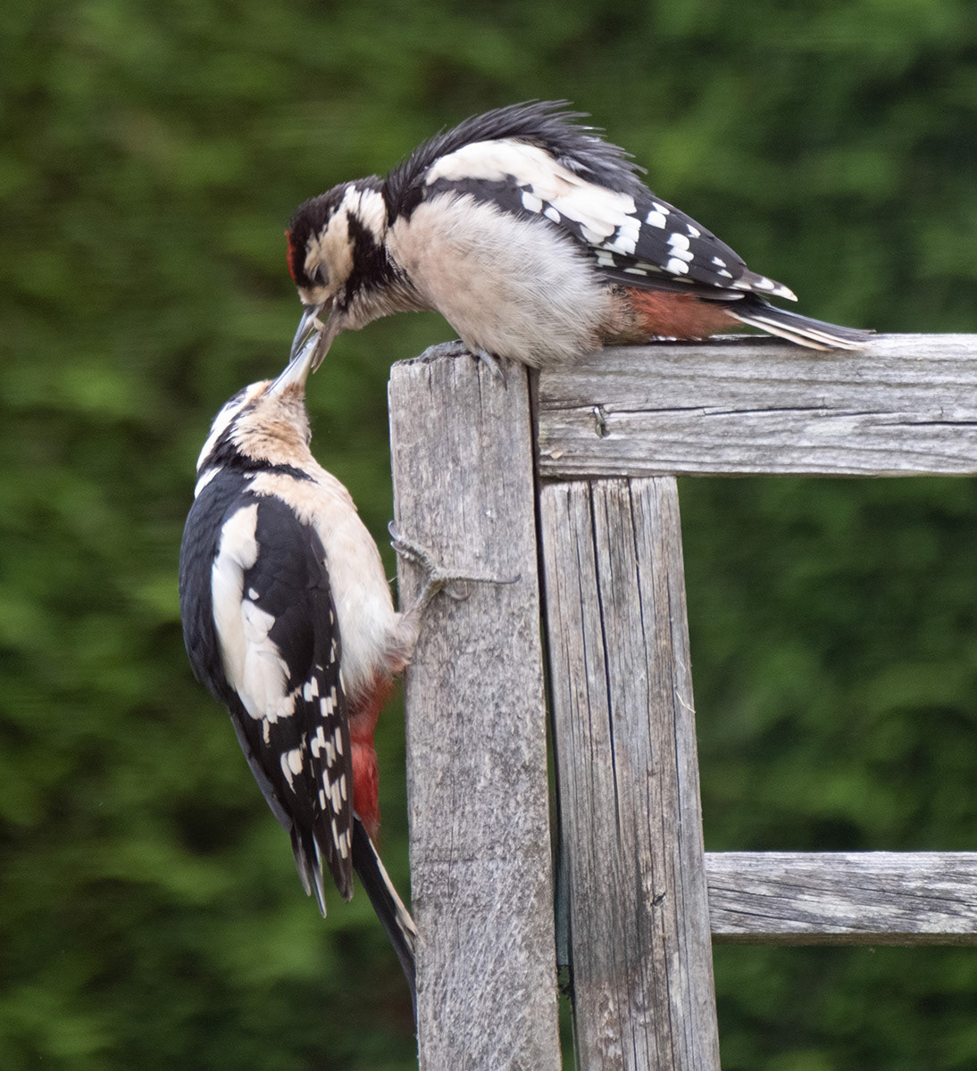Beak performance