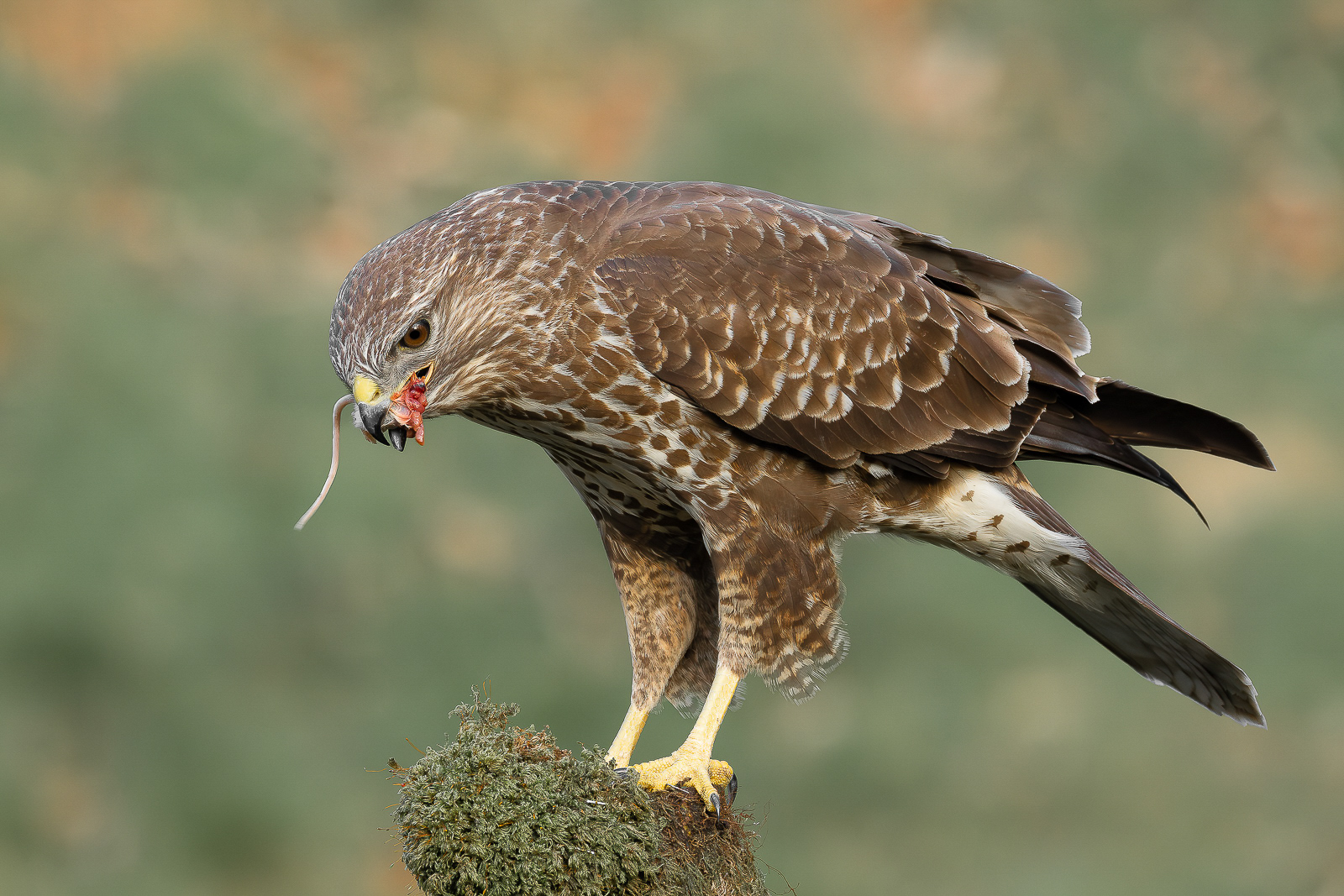 Buzzard Breakfast 