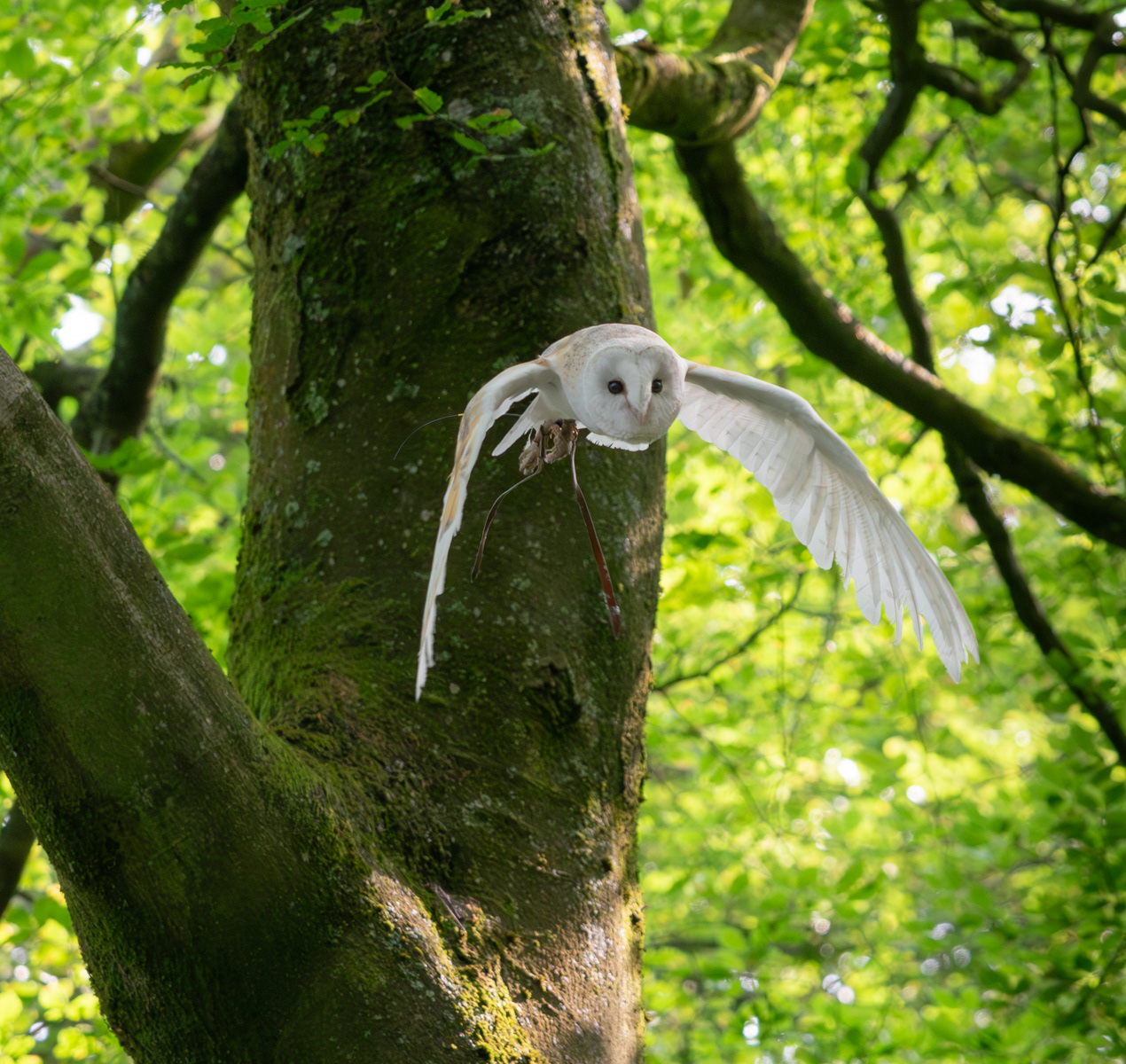 Ghost in Flight