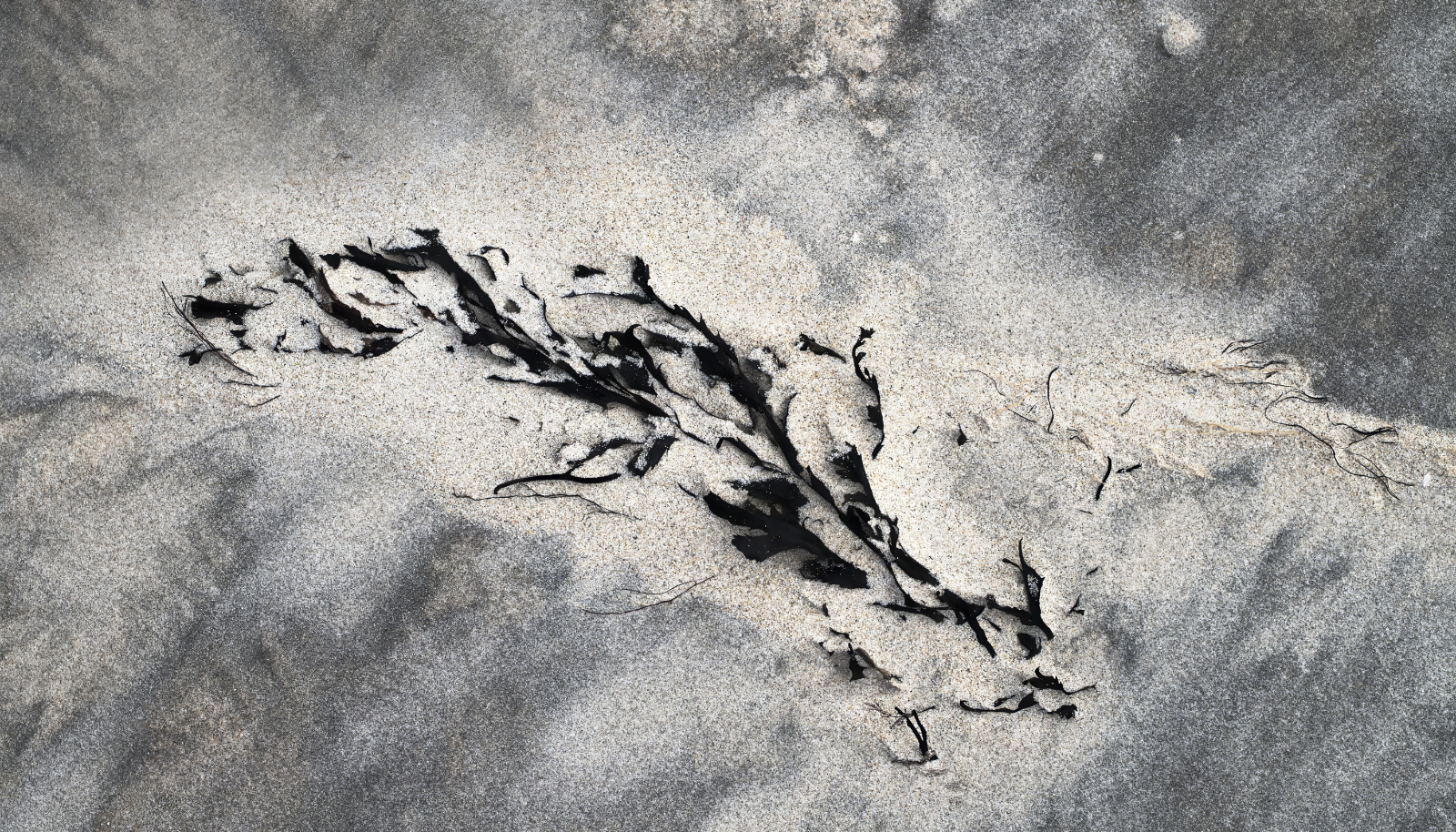 Seaweed and Sand