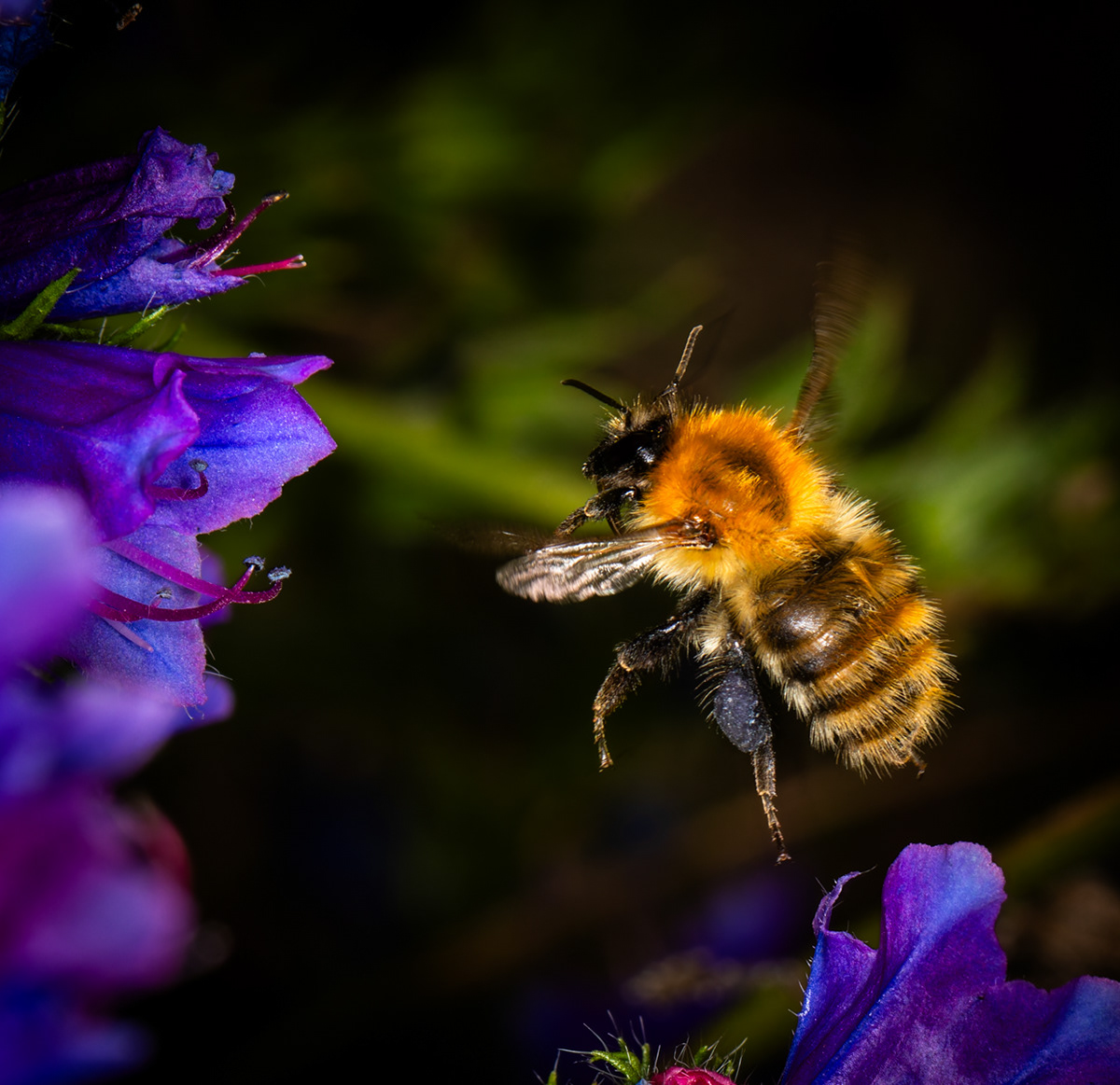 Hovering Bee 