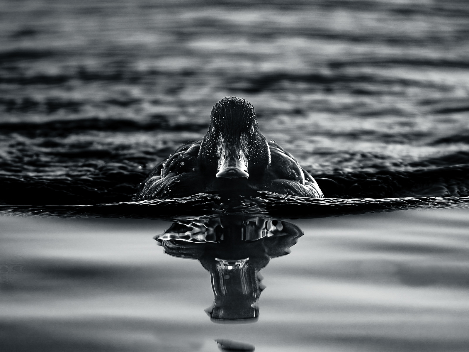 Duck Vader