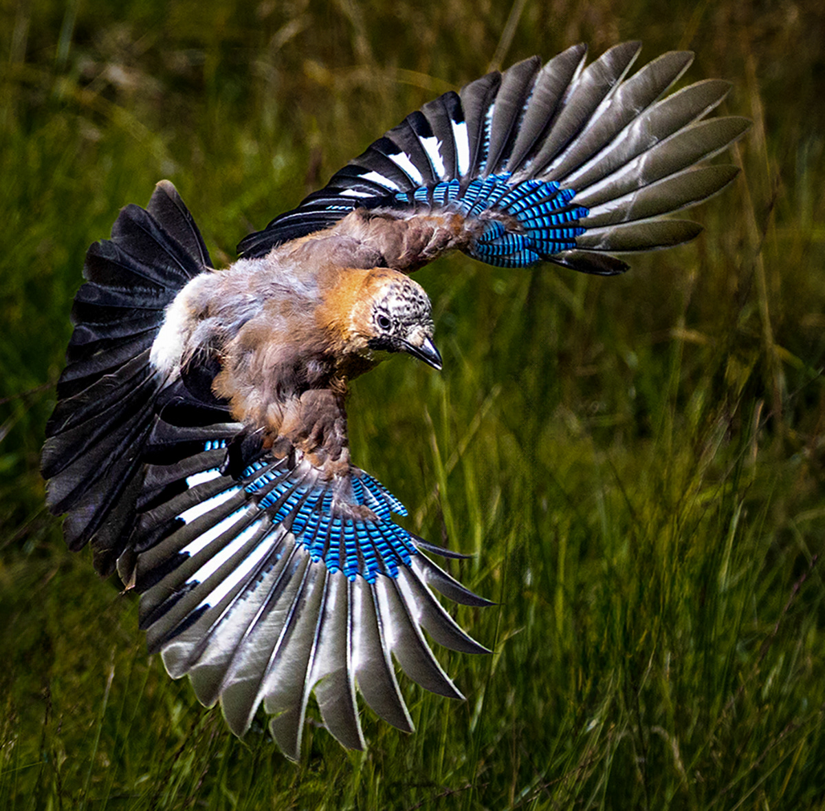 Jay's Flying Colours