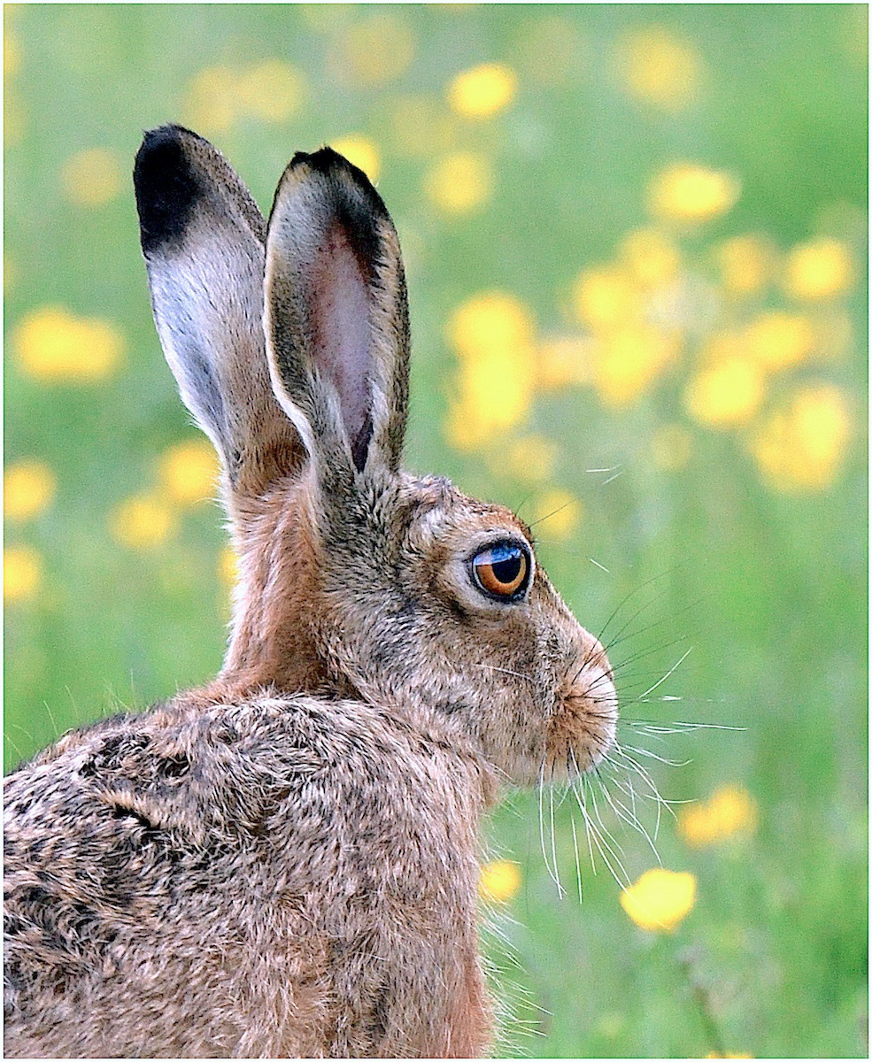 Brown Hare In Summer