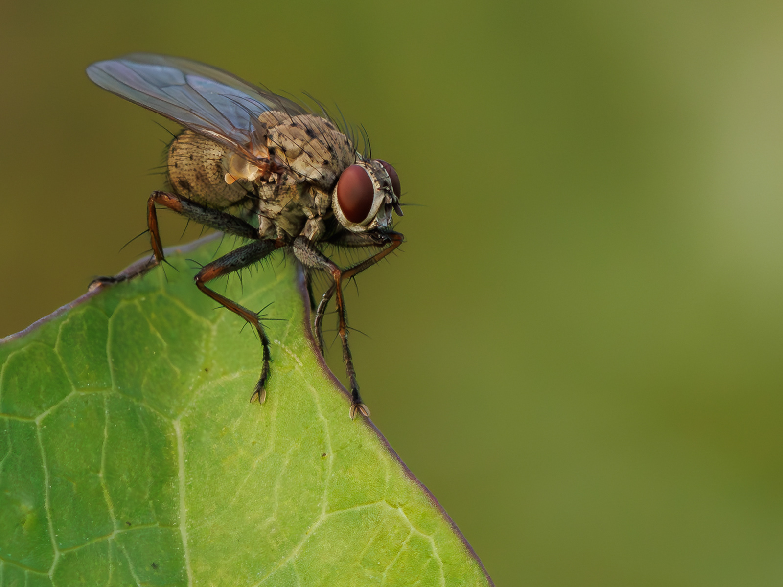 The Fly