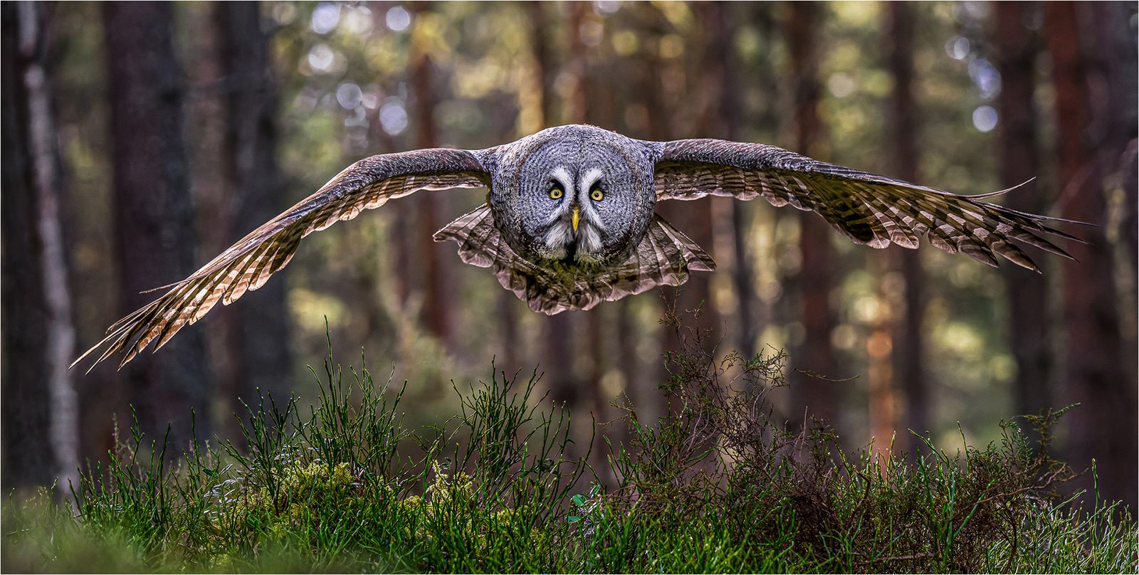 Great Grey Owl in Flight