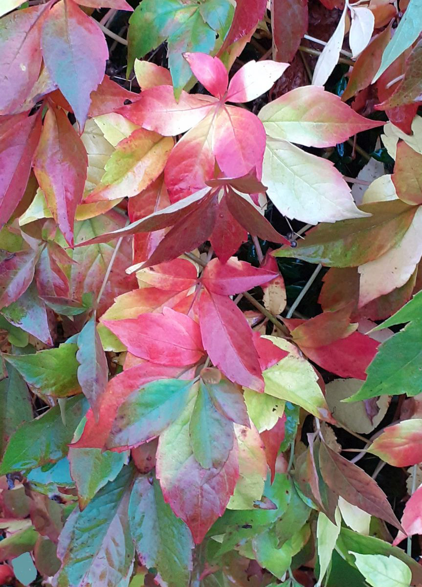 Autumn leaves 