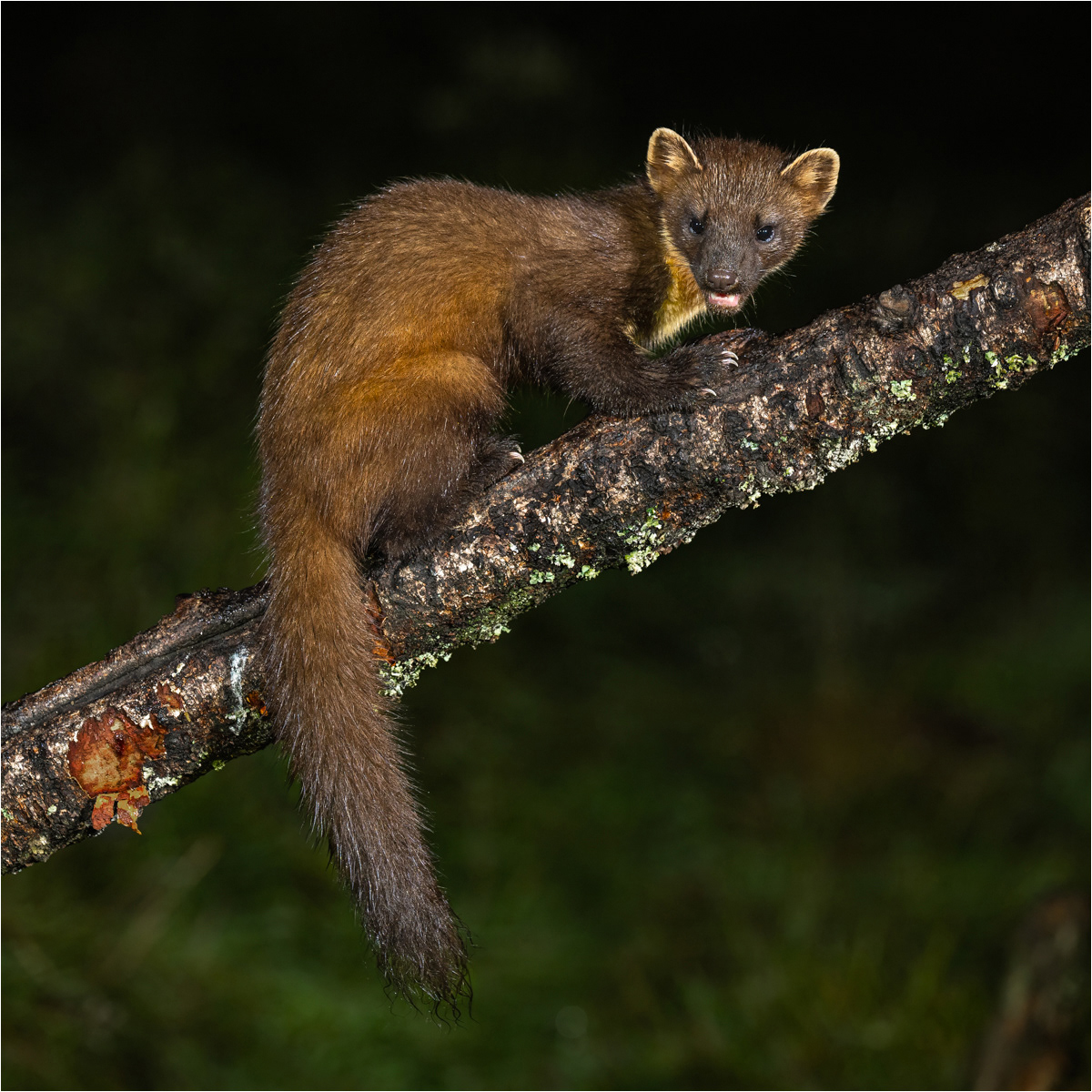 Pine Marten