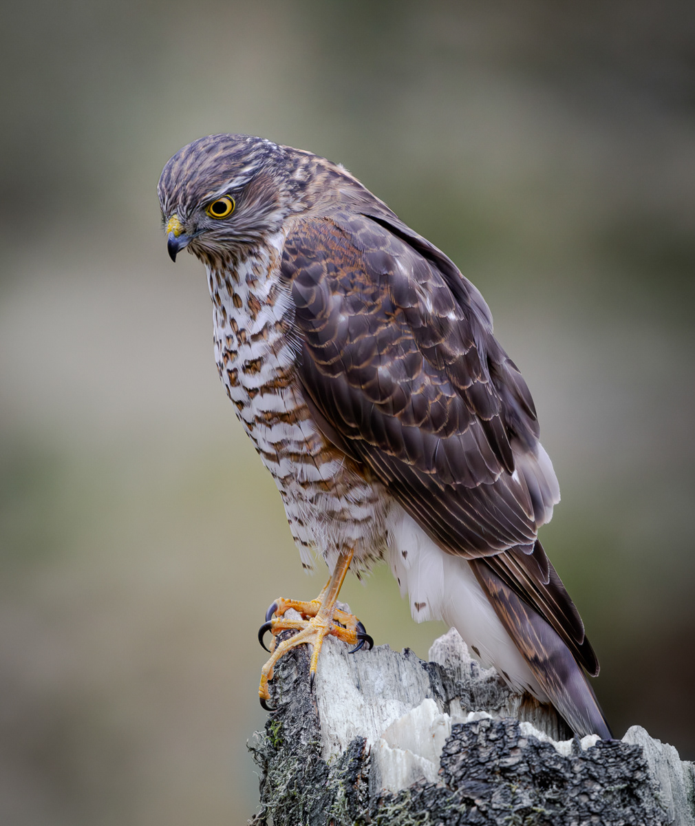 Peregrine