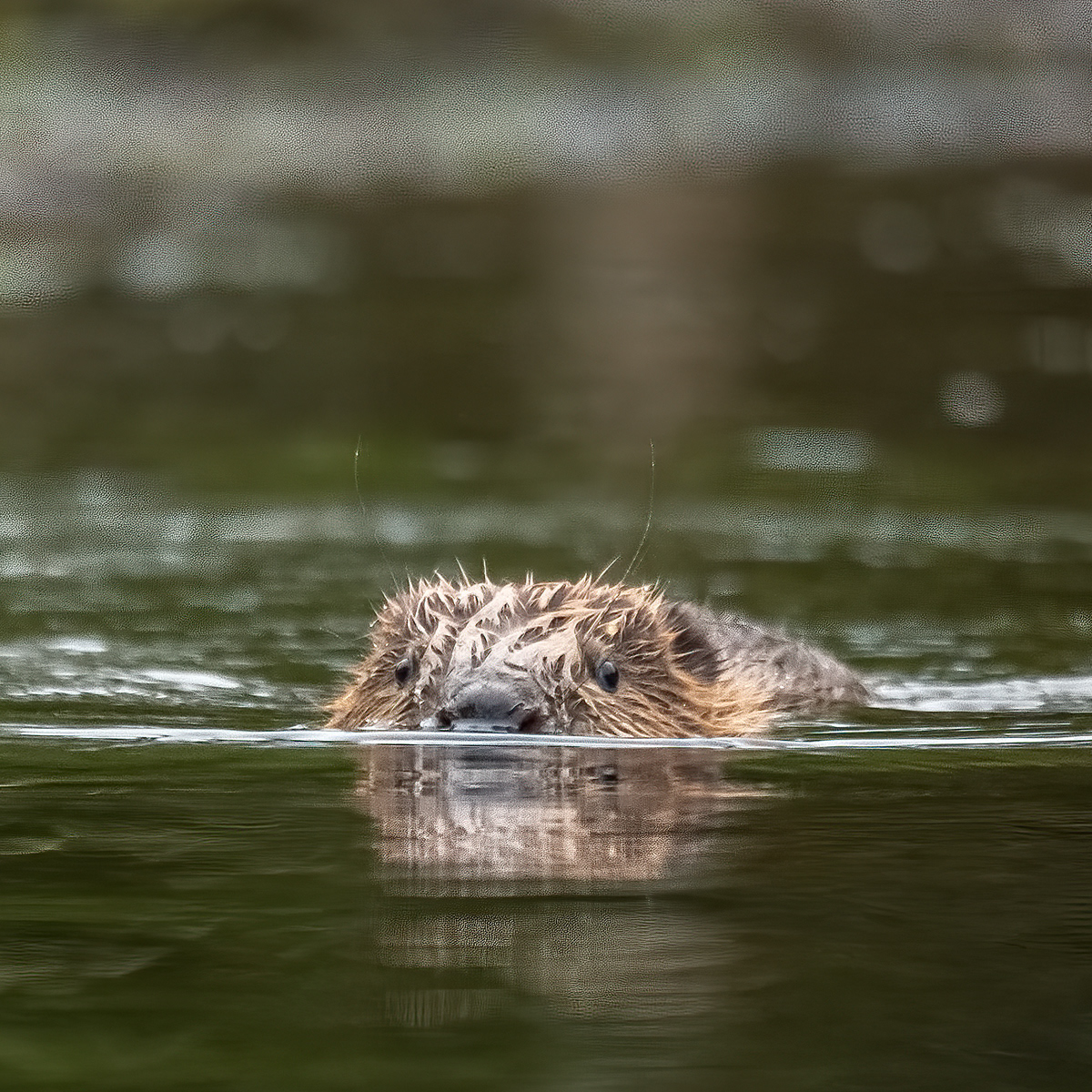 Beaver Kit