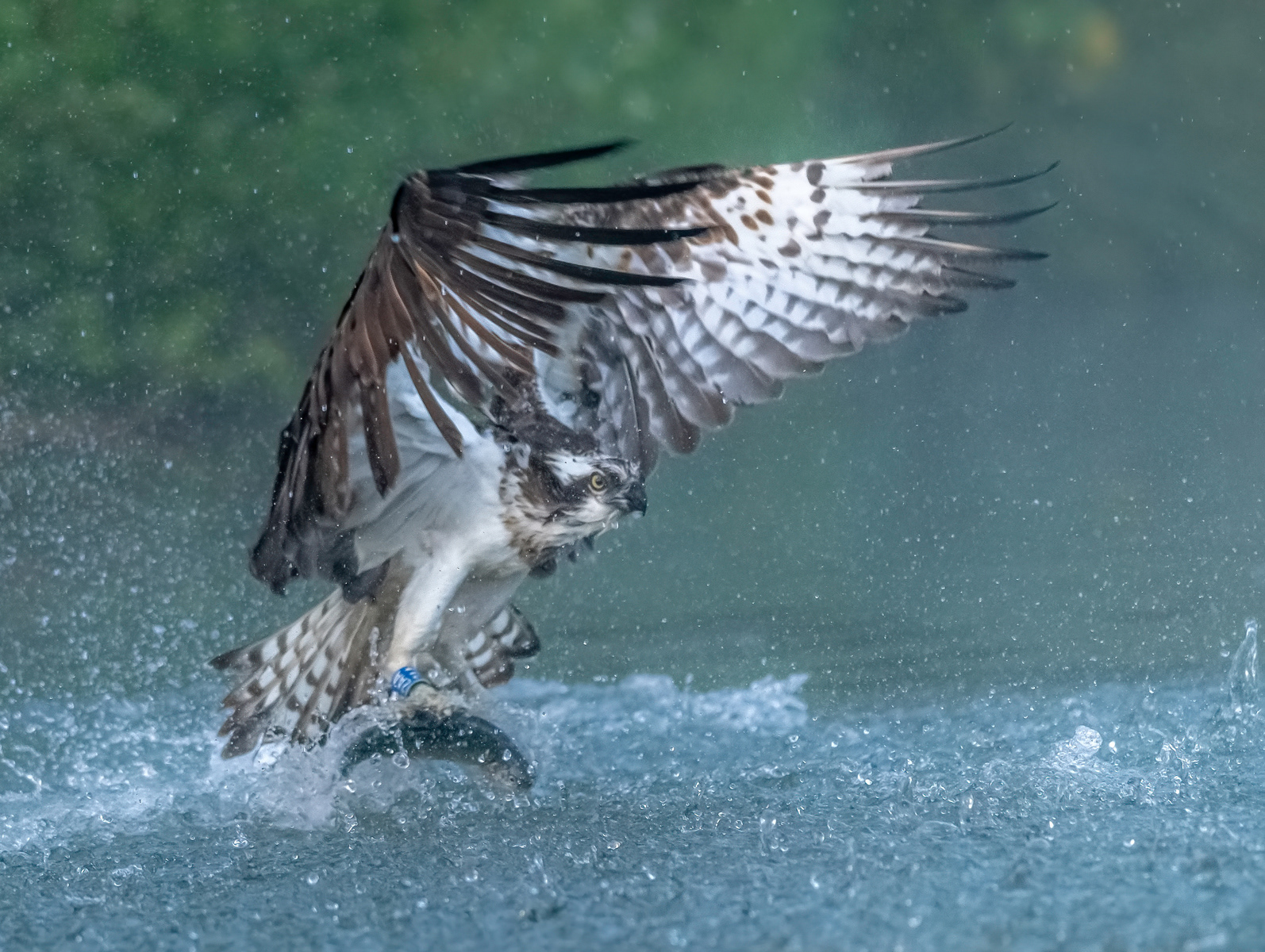 Osprey 2AA