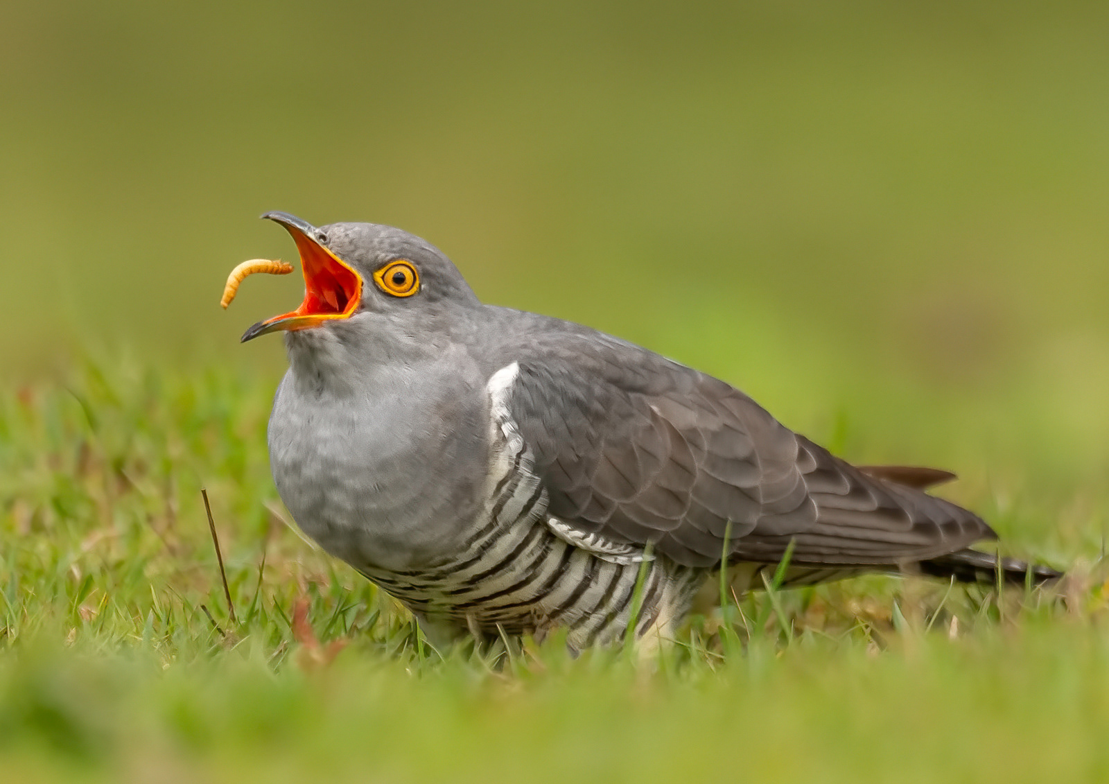 Cuckoo Landing