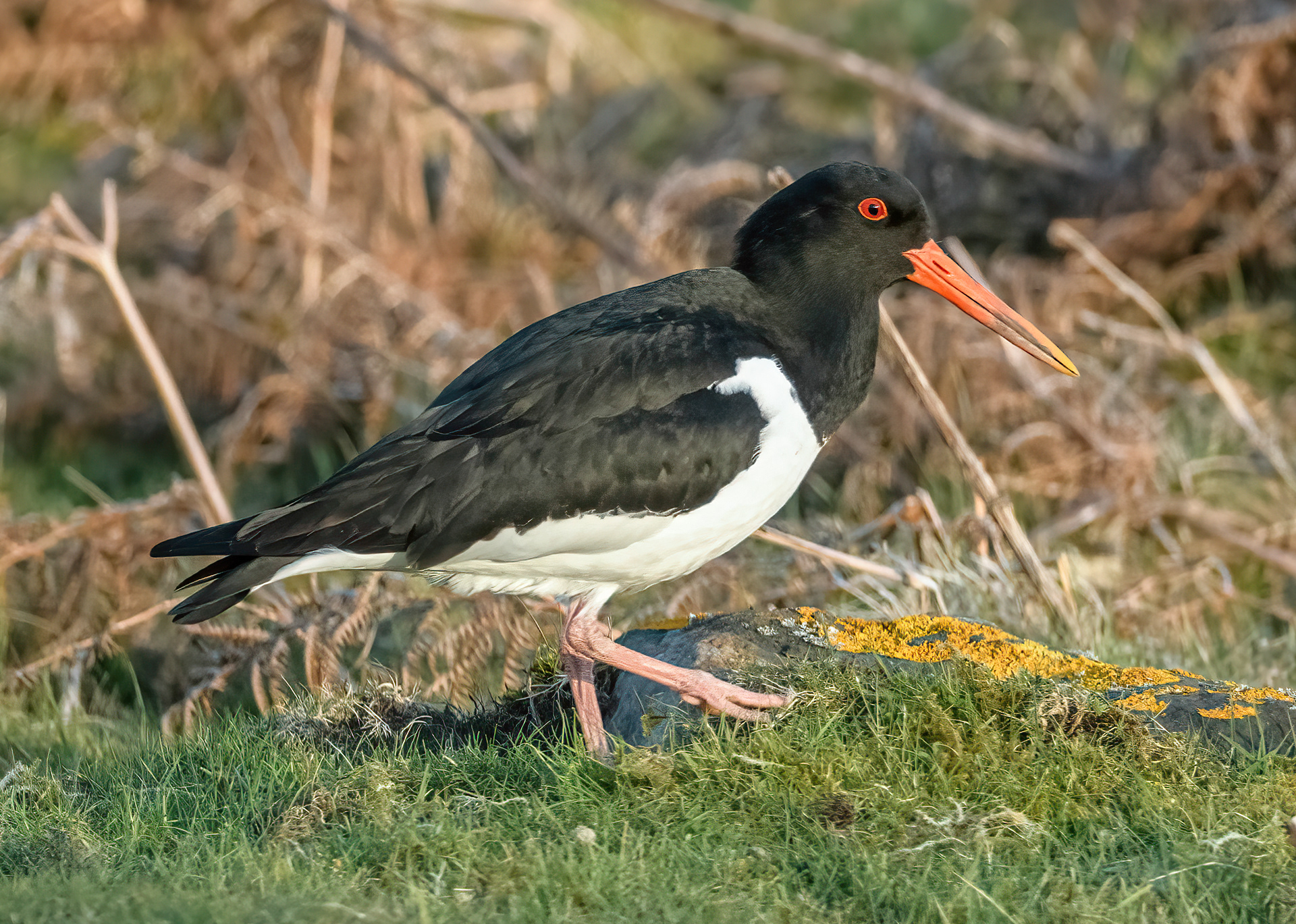 Oystercatcher
