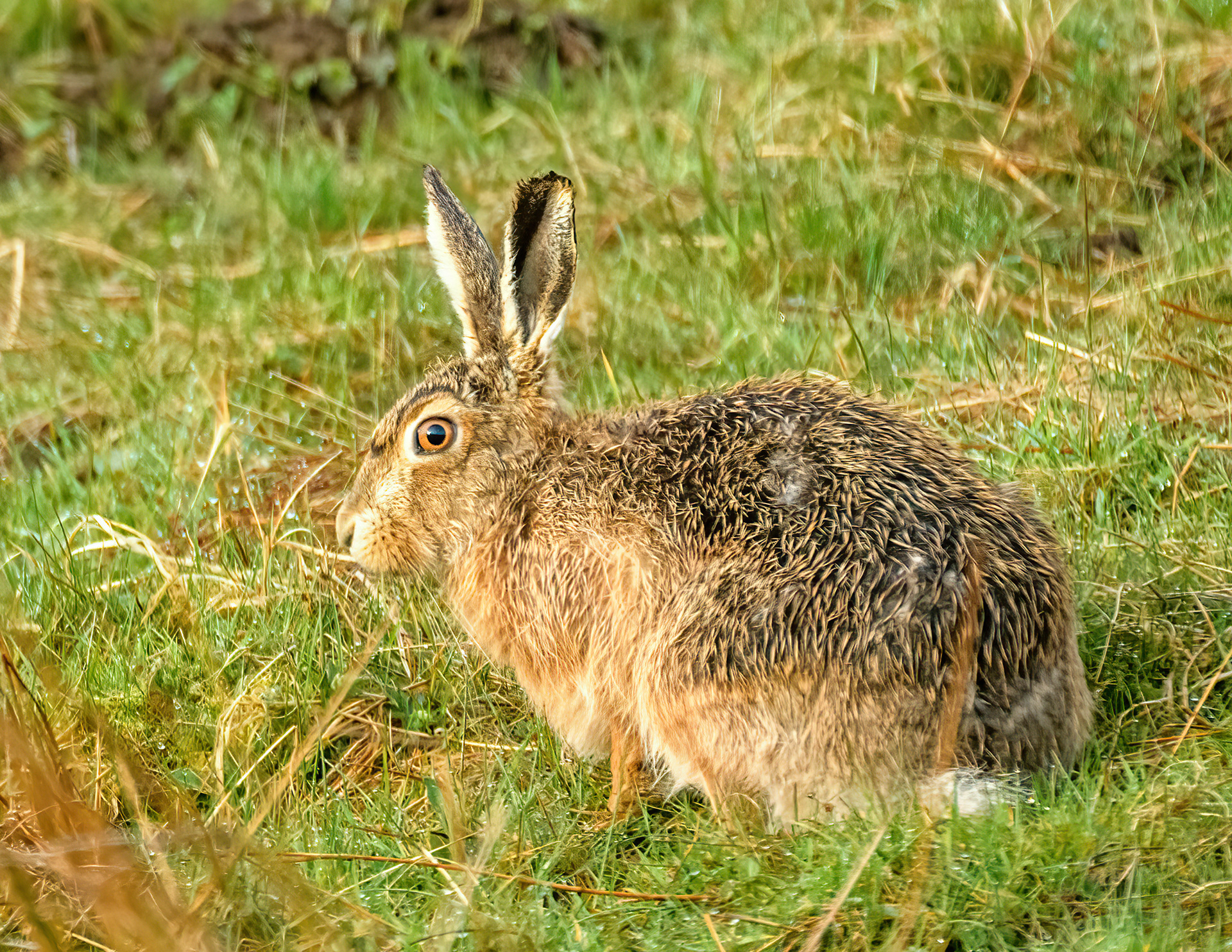 Brown hare