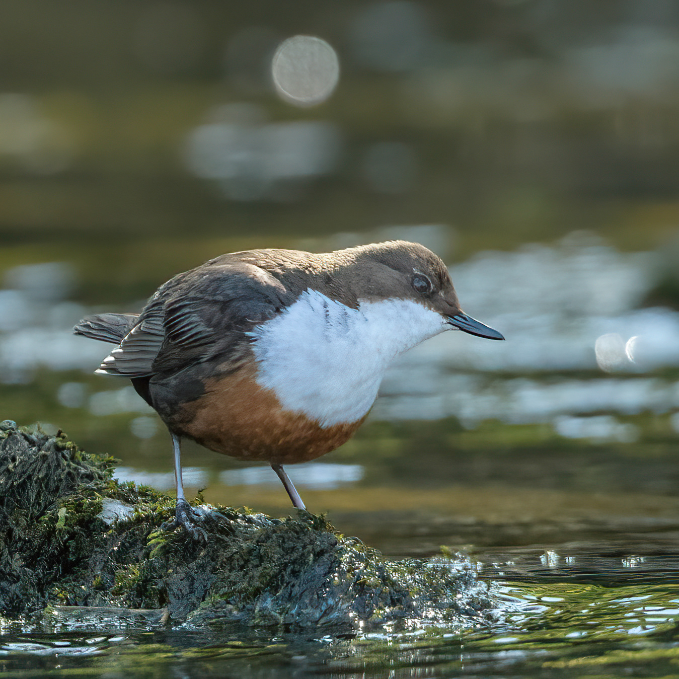 Dipper
