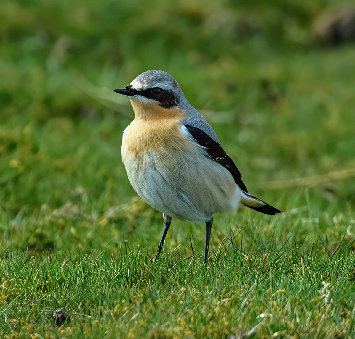Male Wheatear