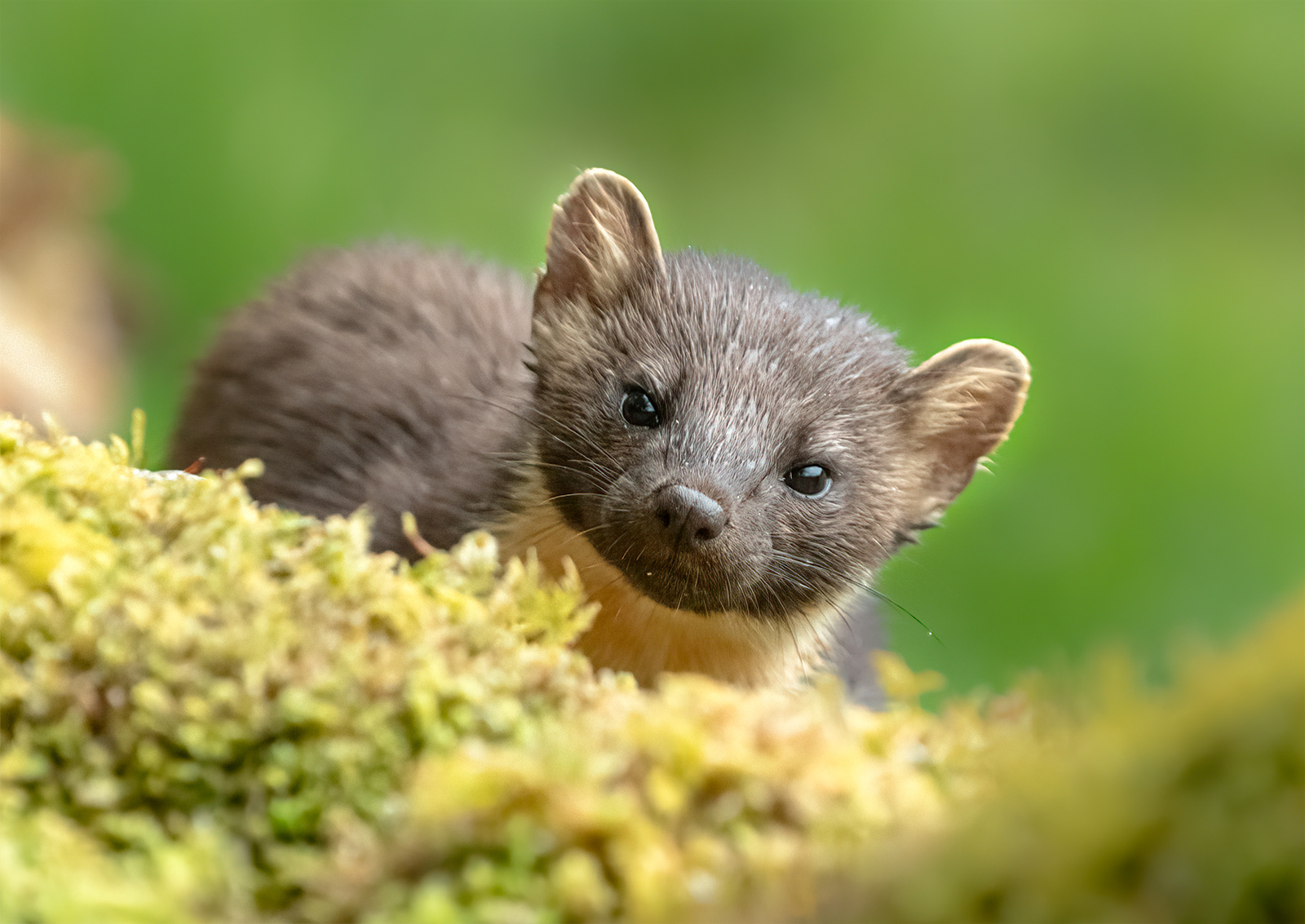 Exquisite Pine Marten
