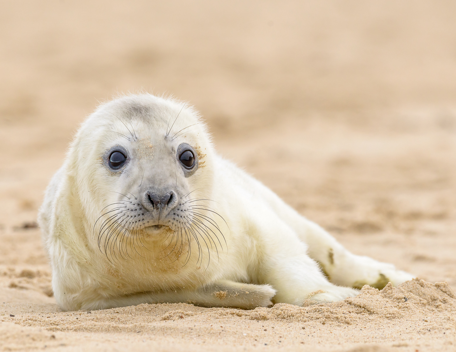 Grey Seal Pup