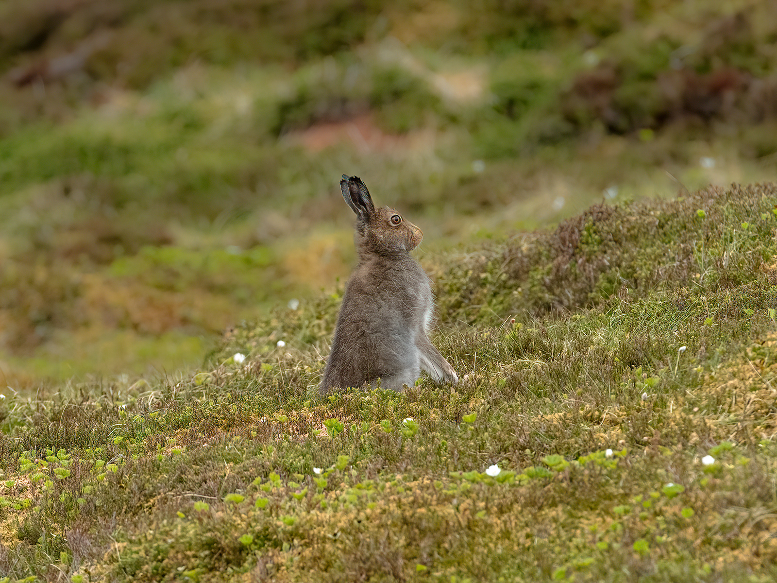 Alert Mountain Hare