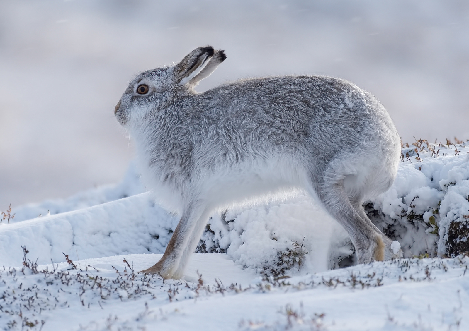 Stretching Mountain Hare