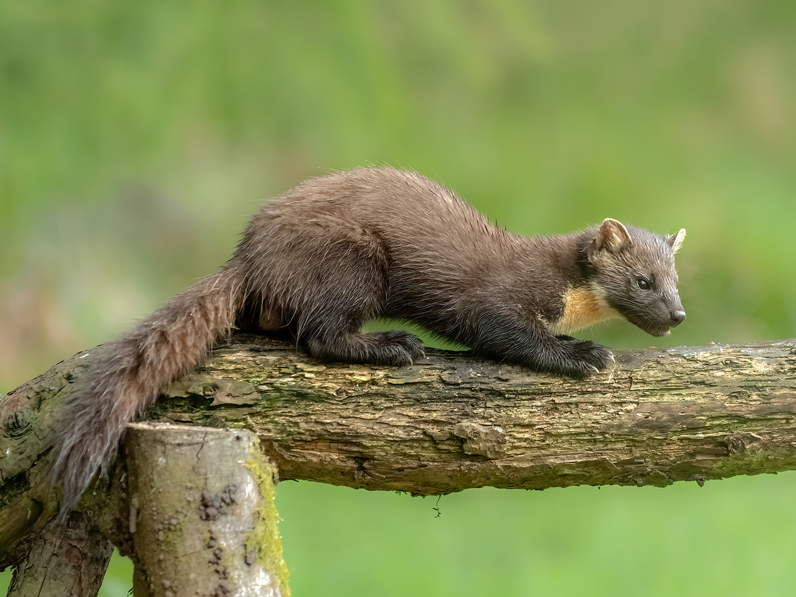 Pine Marten