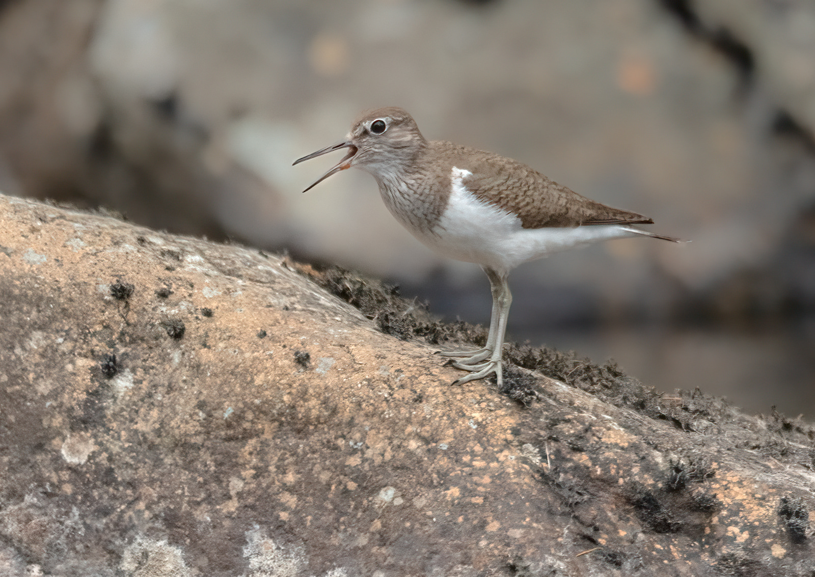 Common Sandpiper