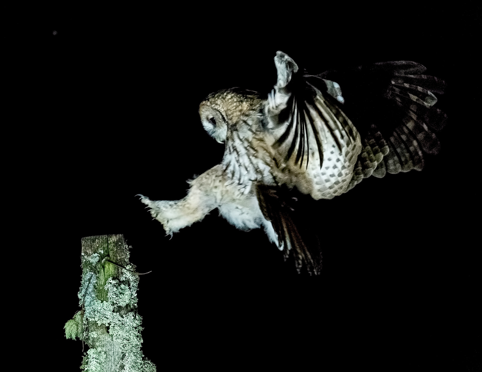 Tawney Owl Landing
