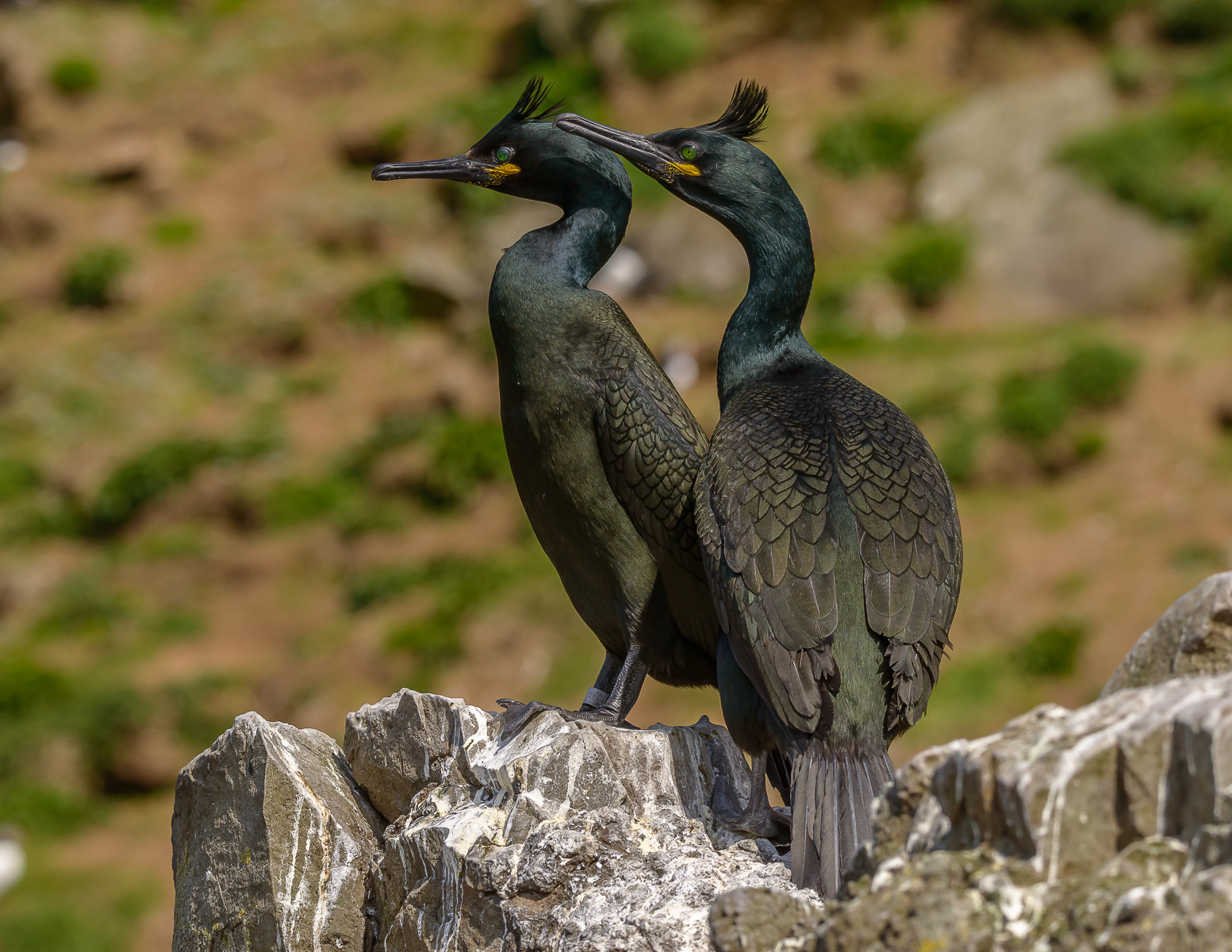 Shag 