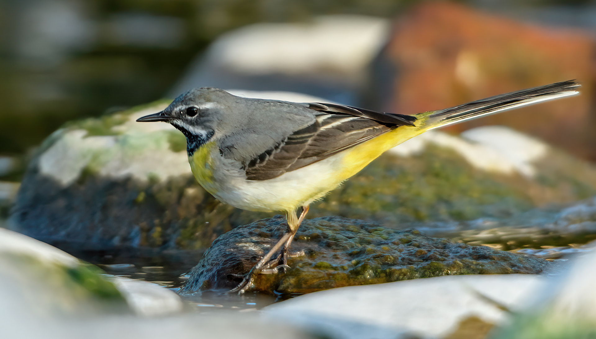 Grey Wagtail