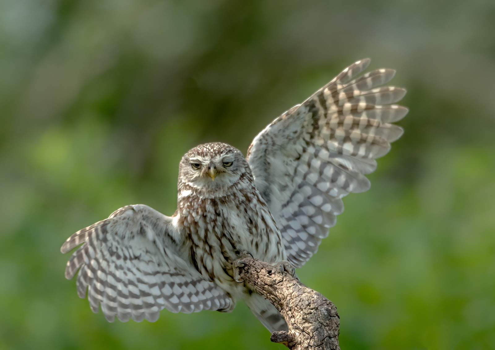 Little Owl