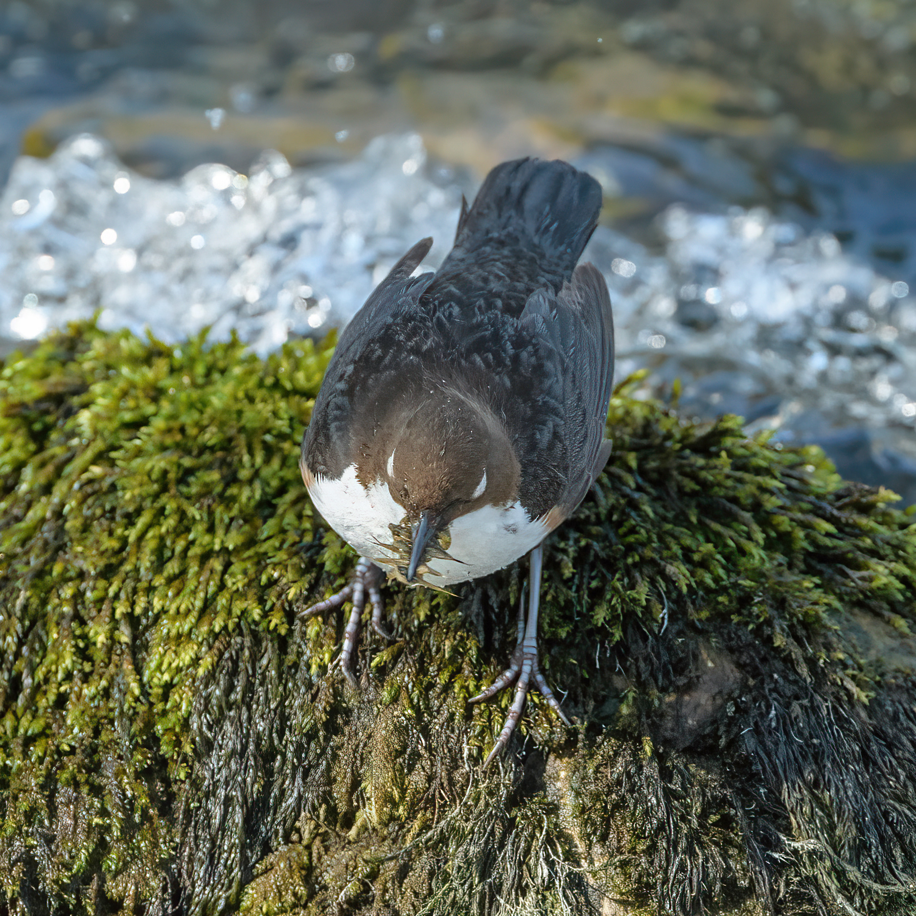 Dipper