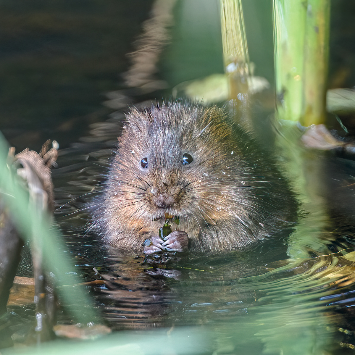Watervole