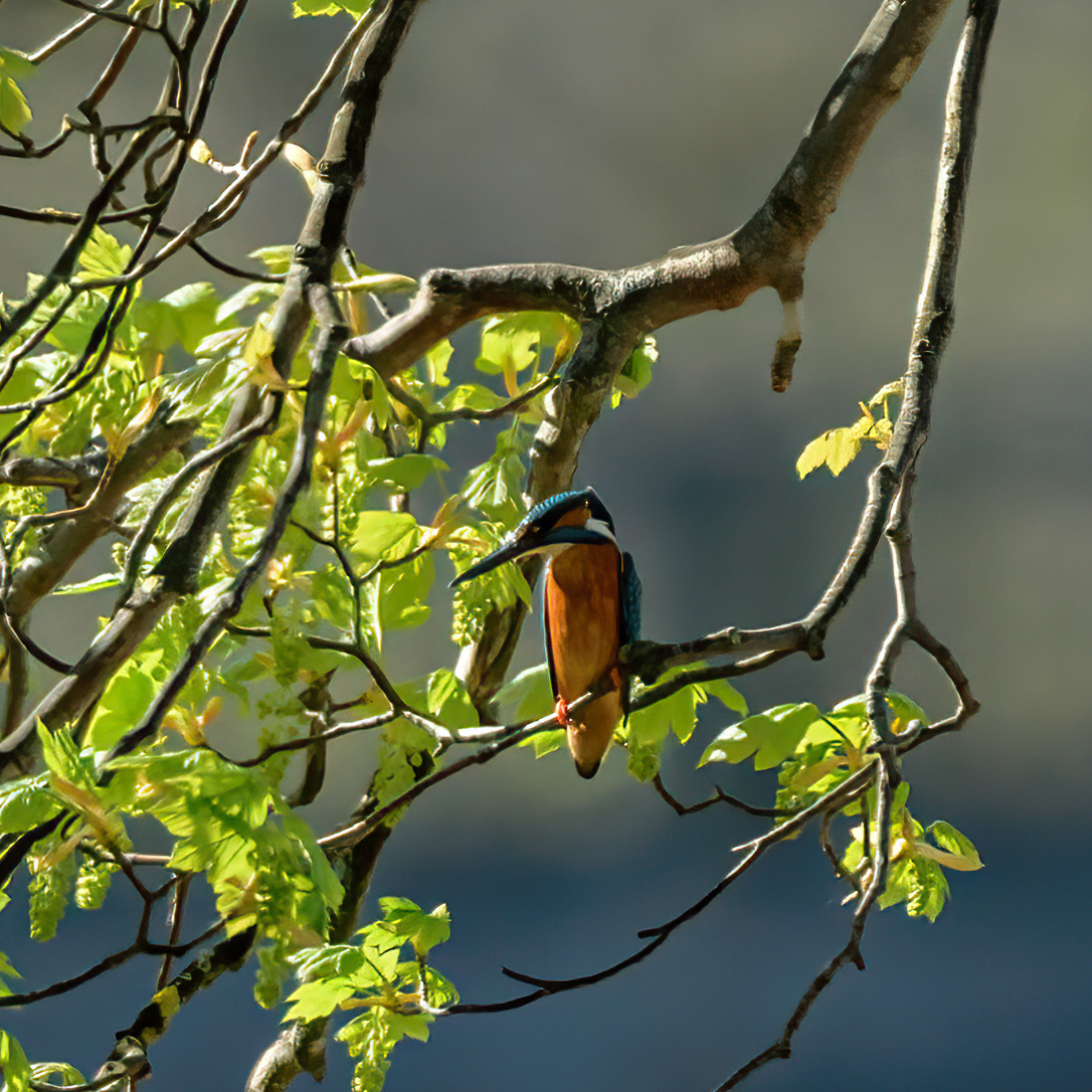 Male Kingfisher